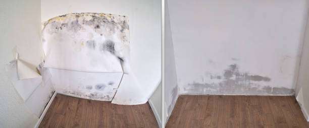 Mold Removal